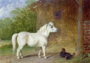 A Shetland pony and a King Charles spaniel